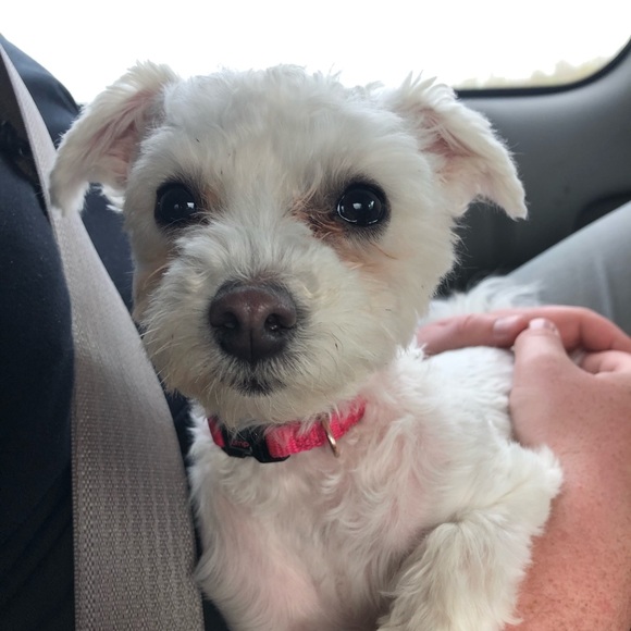 Meet your Posher, Kate - Picture 1 of 1